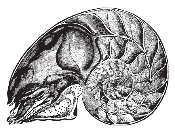 Nautilus тісно пов'язані з кальмари і cuttlefishes, vintage штриховий малюнок або ілюстрація гравіювання. - Вектор, зображення