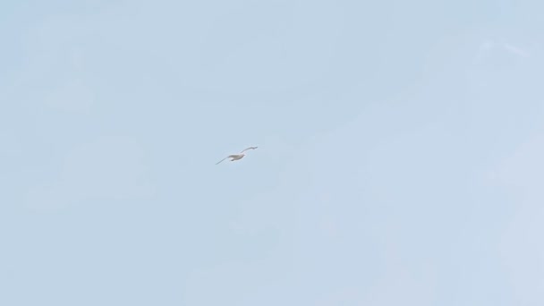 Λευκοί γλάροι πετούν στο γαλάζιο ηλιόλουστο ουρανό πάνω από τα σύννεφα - Πλάνα, βίντεο