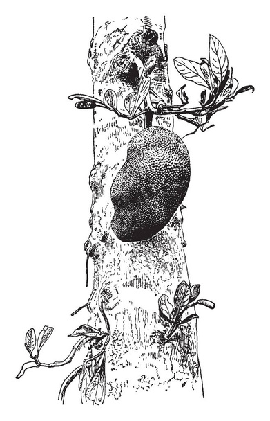 Дерево Джека, научно известное как Artocarpus Integrifolia или Artocarpus Champeden. Он вырастает в 30 футов и имеет молочный сочный. Плоды могут весить от тридцати до сорока фунтов, рисунок винтажной линии или гравировка иллюстрации
. - Вектор,изображение