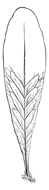 Zdjęcie pokazuje Paprotka Stigmaticum liści. Liści są z trójkątne ulotki i mają liście zimozielone, które są wyprostowane, vintage rysowania linii lub Grawerowanie ilustracja. - Wektor, obraz