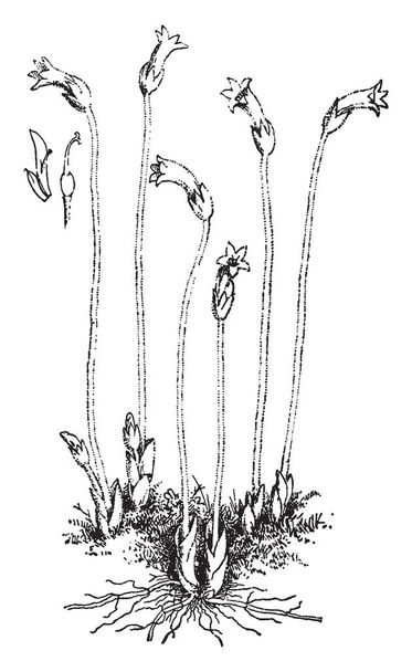 Tento obrázek ukazuje Aphyllon Uniflorum rostlina. Jeho listy jsou dlouhé, zelené barvy. A květ je fialová barva. Každý kmen má jeden květ a je bezlisté. To je známé jako rakovina root, vintage kreslení čar nebo gravírování obrázku. - Vektor, obrázek