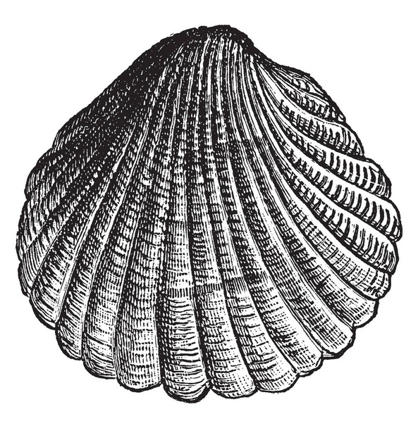 Cockle es un pequeño molusco bivalvo marino comestible, dibujo de línea vintage o ilustración de grabado
. - Vector, Imagen