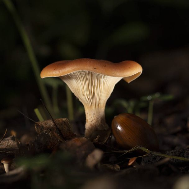 Houby Chanterelle ve dřevě, zblízka, cenné jedlé houby - Fotografie, Obrázek