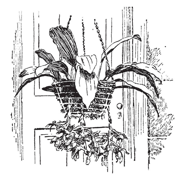 Pianta terrestre della famiglia delle Orchidaceae; di regioni temperate e tropicali. Ha fiori di solito vistosi, disegno a linee vintage o illustrazione incisione
. - Vettoriali, immagini