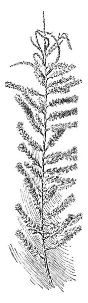 Kuva Tamarix Parviflorasta. Tämä on Tamaricaceaen suvusta. Jokainen pieni kukka on neljä vaaleanpunainen terälehtiä, vintage linja piirustus tai kaiverrus kuva
. - Vektori, kuva