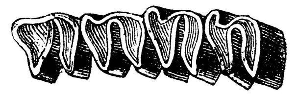 Zębów trzonowych Gryzonia, vintage grawerowane ilustracja. Historii naturalnej zwierząt, 1880 - Wektor, obraz