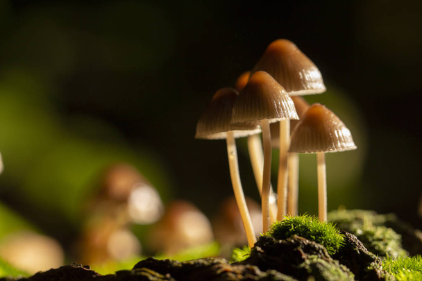 Galerina marginata is deadly poisonous mushroom. In stump - Photo, Image
