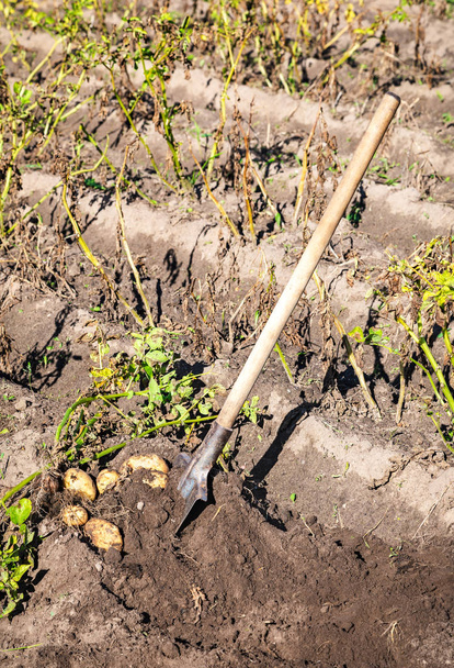 frisch gegrabene Biokartoffeln und Schaufel im Boden der Kartoffelplantage - Foto, Bild