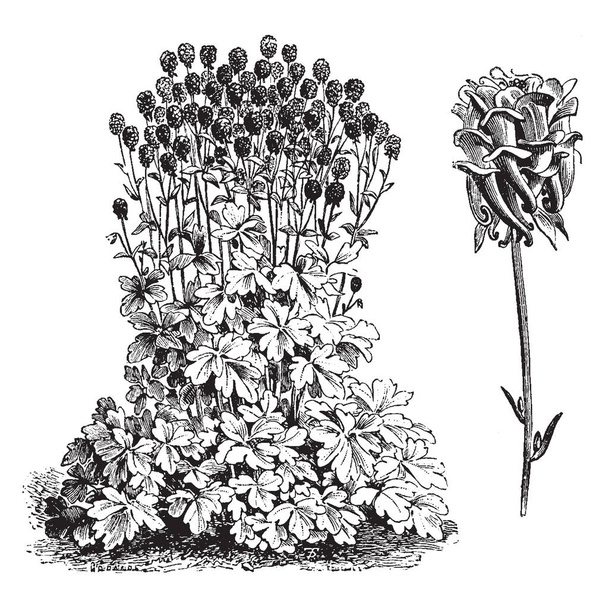 A képen látható Aquilegia Sibirica Flore-Pleno szokás és virágos növény. A szórólapok mélyen karéjosak. Virág az élénk lila a sepals nagyon tompa. A végtagok, a szirmok gyakran fehér, vintage vonalas rajz vagy metszet illusztráció. - Vektor, kép