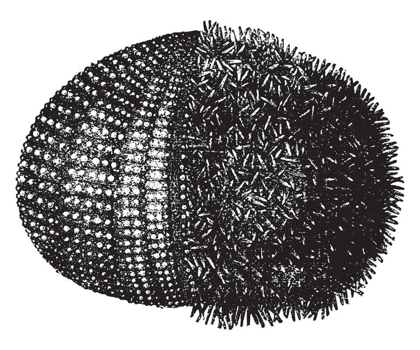 Oursin de mer ou oursin, illustration gravée vintage. Histoire naturelle des animaux, 1880
 - Vecteur, image