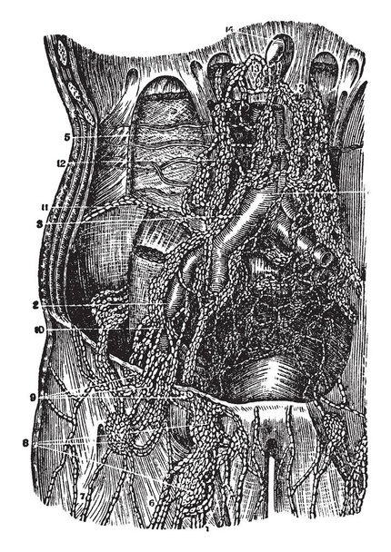Esta ilustración representa vasos linfáticos y glándulas, dibujo de línea vintage o ilustración de grabado
. - Vector, imagen