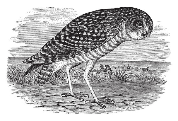 Burrowing Owl è un piccolo gufo dalle gambe lunghe che si trova in tutti i paesaggi aperti del Nord e Sud America, disegno a linee vintage o illustrazione incisione
. - Vettoriali, immagini