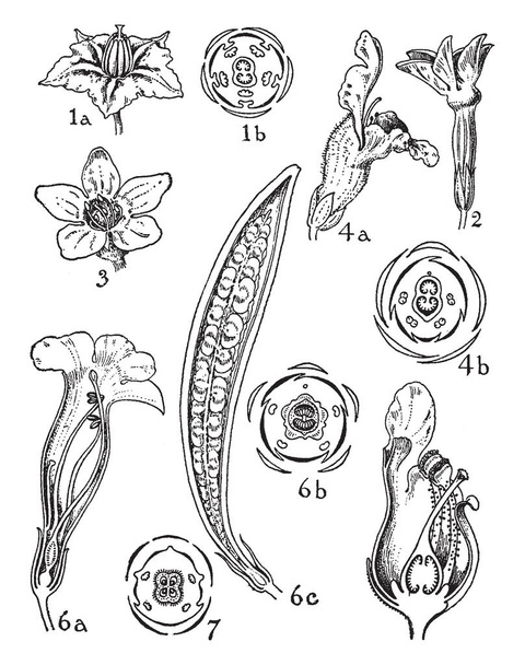 Una imagen muestra Órdenes de Solanaceae, Scrophylariaceae, Bignoniaceae y Pedaliaceae. 1 es solanum, 2 es nicotiana, 3 es verbascum, 4 es antirrrinum, 5 es scrophularia, 6 es campsis, y 7 es sesamum, dibujo de línea vintage o ilustración de grabado
. - Vector, imagen