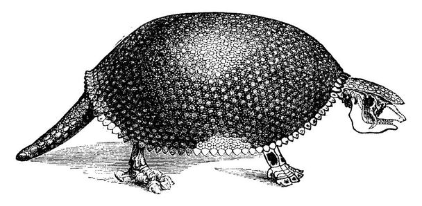 Glyptodon, illustrazione incisa d'epoca. Storia naturale degli animali, 1880
 - Vettoriali, immagini