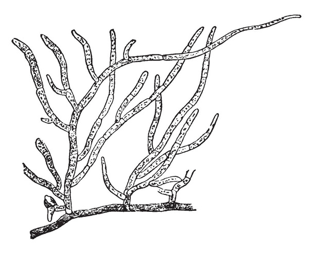 Funaria hygrometrica karanlık, nemli nemli toprak üzerinde yetişen ve ayrıca nemli duvar, vintage çizgi çizme veya oyma illüstrasyon oluşuyor. - Vektör, Görsel