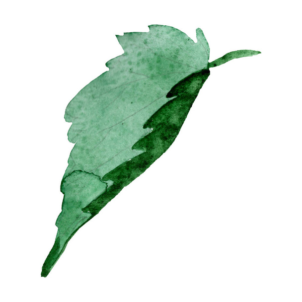 Watercolor green leaf begonia. Floral botanical flower. Isolated illustration element. Full name of the plant: begonia. Aquarelle wildflower for background, texture, wrapper pattern, frame or border. - Photo, Image