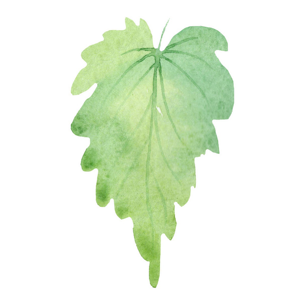 Watercolor green leaf begonia. Floral botanical flower. Isolated illustration element. Full name of the plant: begonia. Aquarelle wildflower for background, texture, wrapper pattern, frame or border. - Photo, Image