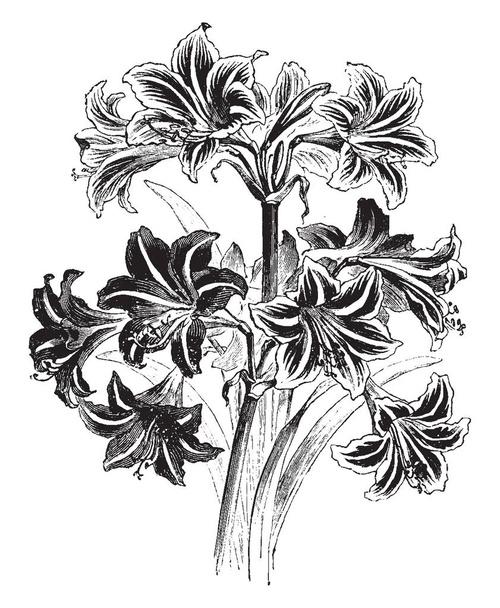 De afbeelding toont een hybride Hippeastrum. Ze hebben over het algemeen grote vlezige bollen en hoge brede bladeren, meestal groenblijvende, en grote rode of paarse bloemen, vintage lijntekening of gravure illustratie. - Vector, afbeelding