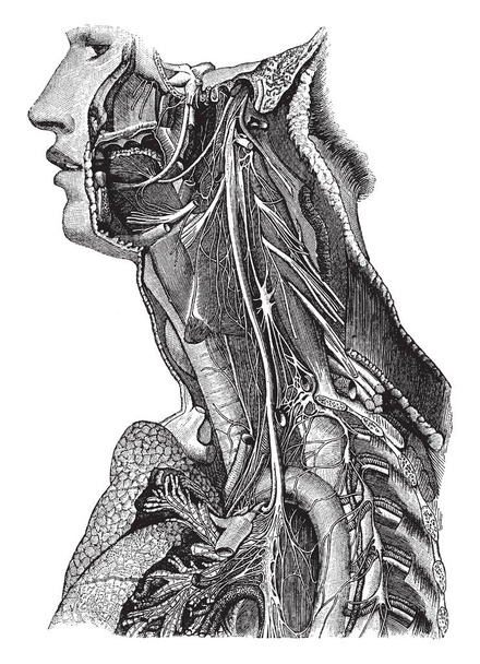Esta ilustración representa el tronco del nervio neumogástrico, dibujo de línea vintage o ilustración de grabado
. - Vector, imagen