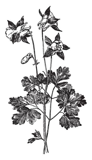 Obrázek ukazuje Aquilegia žláznatá květu rostlin. To je běžně známé jako sibiřské columbine, je kompaktní trvalka, modro zelené bazální listy a kývl modré a bílé květy, ročník kreslení čar nebo gravírování obrázku. - Vektor, obrázek