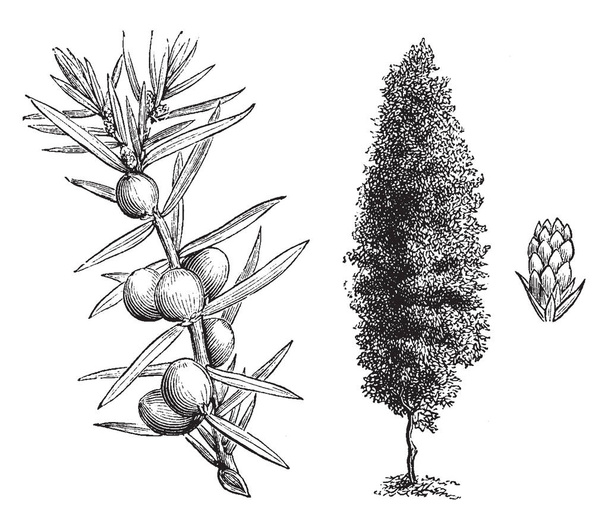 El enebro irlandés también se conoce como juniperus communis hibernica.Este crecimiento de la planta es como en forma de columna, las ramas son erectas con numerosas ramas rígidas, set closet, dibujo de línea vintage o ilustración de grabado.
. - Vector, imagen