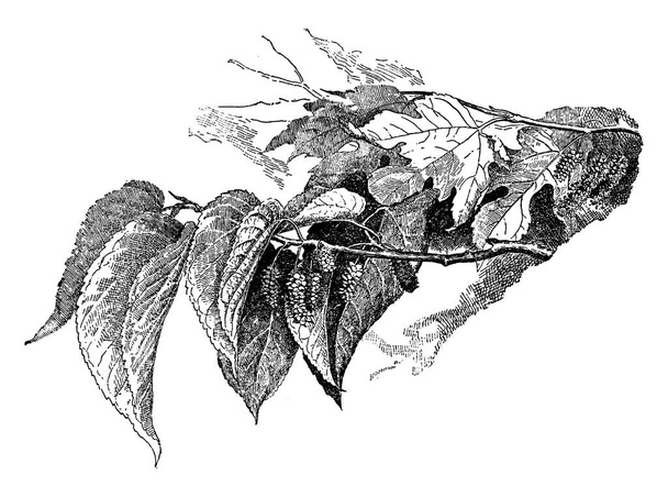 imagen de planta. Ilustración vectorial
 - Vector, Imagen