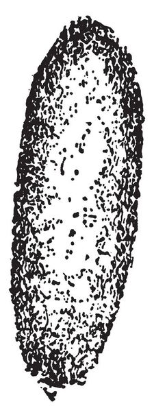 Caterpillar meestal voeden met kleine, vintage lijntekening of gravure van illustratie. - Vector, afbeelding