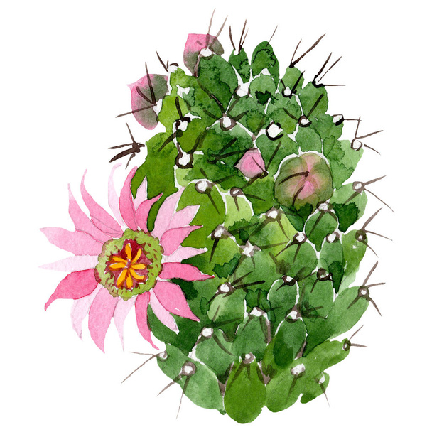 ピンクの花の水彩画緑のサボテン。花植物の花。孤立した図の要素。背景、テクスチャ、ラッパー パターン、フレームや境界線の aquarelle ワイルドフラワー. - 写真・画像