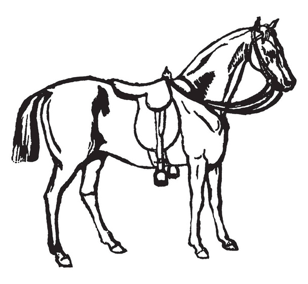 Cheval avec un siège recouvert de cuir pour le cavalier et une selle pour le support des pieds, dessin de ligne vintage ou illustration de gravure
. - Vecteur, image