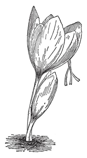 Il Crocus Sativus è anche conosciuto come pianta di zafferano. Il fiore di questa pianta è usato per zafferano. Originaria di questa pianta è l'Asia orientale, linea vintage disegno o incisione illustrazione
. - Vettoriali, immagini