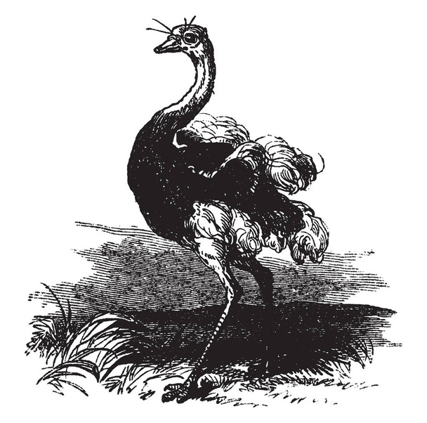 Изображение страуса, стоящего в открытом поле. Это африканская птица с длинной шеей, длинными ногами и двумя пальцами на каждой ноге, рисунок винтажной линии или гравировка иллюстрации
. - Вектор,изображение