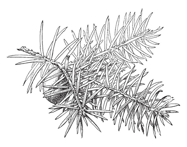 Una imagen del árbol de Torreya Taxifolia que está llevando hojas brillantes y rara vez se ve en Florida, dibujo de línea vintage o ilustración de grabado
. - Vector, Imagen