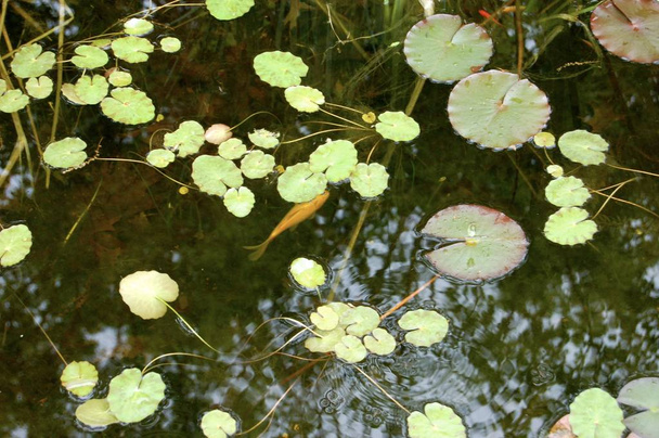 Lily pads and goldfish in a country garden pond - Foto, Imagem
