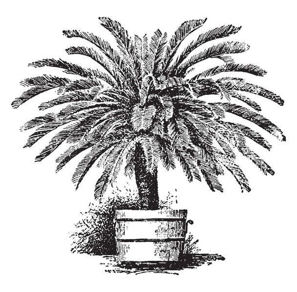 Broadly spread thick Japanese Palm tree, vintage line drawing or engraving illustration. - Vector, Image