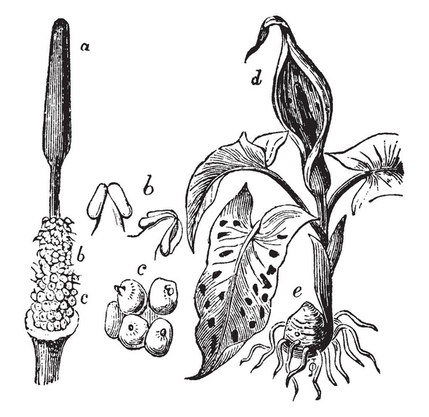 This picture shows Araceae plant part. The part a shows spadix, Part b shows stamens or male flowers, Part c shows ovaries, part d shows spathe, vintage line drawing or engraving illustration. - Vector, Image