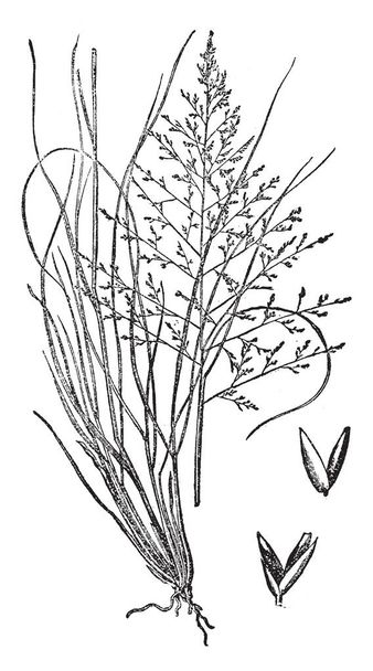 Tento obrázek má tři délky sůl trávy listy rostliny jsou malé, ale větve jsou velmi velké, vintage kreslení čar nebo gravírování obrázku. - Vektor, obrázek