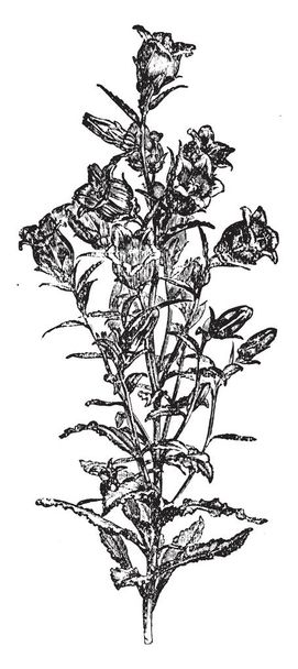 Questo è un ramo fiorito di Campanula Medium. I fiori sono campana a forma di viola-blu. Ha gambo corto, linea vintage disegno o incisione illustrazione
. - Vettoriali, immagini
