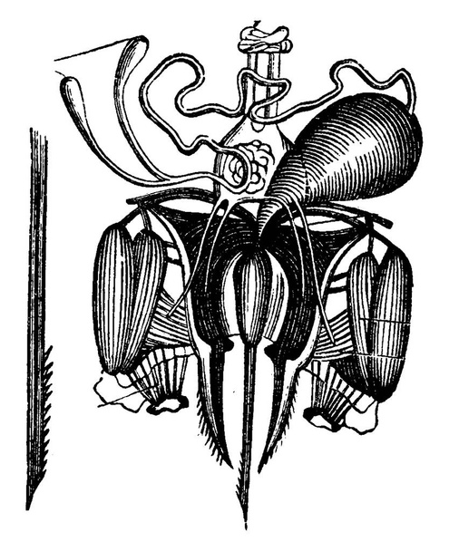 Τσίμπημα από μέλισσα, με την αδένες δηλητήριο αποσυντίθενται, vintage χαραγμένο εικονογράφηση. La Vie στη φύση, 1890. - Διάνυσμα, εικόνα
