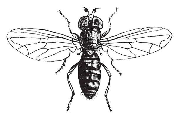 Louse Fly é parasitas obrigatórios de mamíferos e aves, desenho de linha vintage ou gravura ilustração
. - Vetor, Imagem