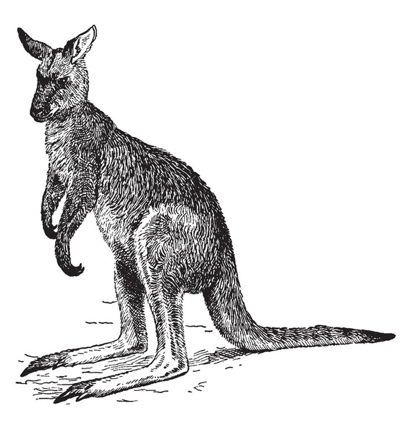 Büyük kanguru birkaç milyon, vintage çizgi çizme veya oyma illüstrasyon nüfusu ile Güney ve Doğu Avustralya'da bulunan bir keseli hayvanı olduğunu. - Vektör, Görsel