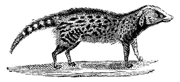 Цивилизованная, винтажная, завидная иллюстрация. Естественная история животных, 1880
 - Вектор,изображение