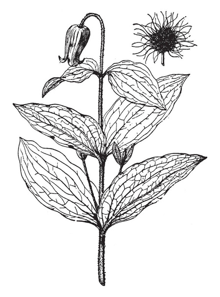 Imagen de la planta de Clematis Fremontii. Las hojas son grandes en tamaño y tienen forma ovada. La flor es muy pequeña en comparación con sus hojas, dibujo de línea vintage o ilustración de grabado
. - Vector, Imagen