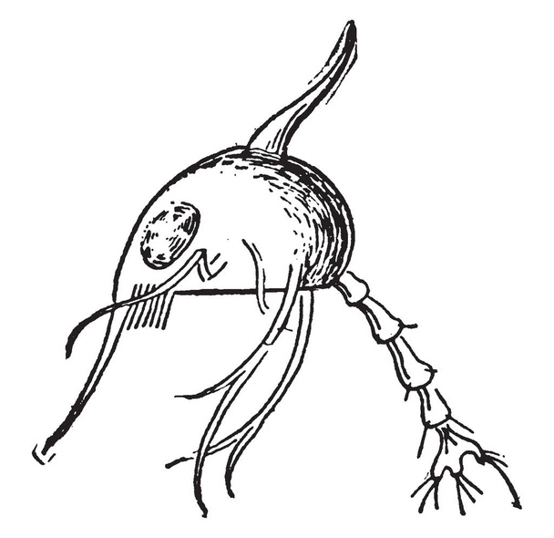 Metamorfose van een krab is tienpotige schaaldieren van de infraorde Brachyura, vintage lijntekening of gravure illustratie. - Vector, afbeelding