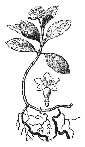 Sušené stonek a kořeny jednoho z dvou tropické americký rostlin (Cephaelis acuminata a C. ipecacuanha), šílenější rodiny, zejména jako zdroj Emetin, vintage kreslení čar nebo gravírování obrázku. - Vektor, obrázek