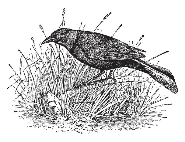 Corbeau Blackbird mange une variété d'aliments, dessin à la ligne vintage ou illustration de gravure
. - Vecteur, image
