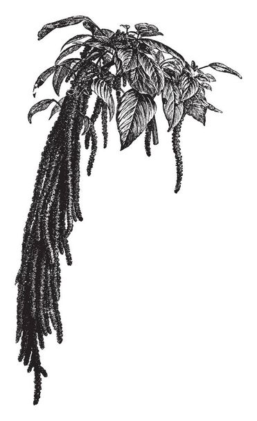 На картине изображены растения Амарантус Каудатус. Цветок темно-розовый цвет, который висит в опущенных шипов. Многие части съедобны, часто используются в качестве источника пищи в Индии, называемые Love Lies Bleeding, рисование винтажных линий или гравировка иллюстрации
. - Вектор,изображение