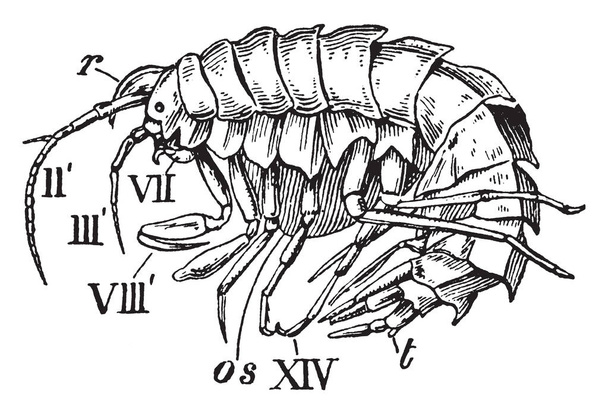 Amphithoe is a genus of amphipodous edriophthalmous crustaceans, vintage line drawing or engraving illustration. - Vector, Image