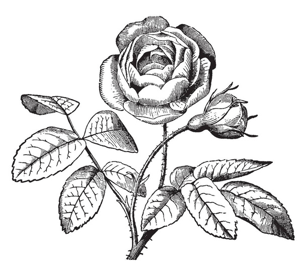 Kuvassa näkyy Flos Plenus. Tämä on kaksinkertainen kukka, jonka heteet, pistils tai molemmat muunnetaan terälehtiä, vintage linja piirustus tai kaiverrus kuva
. - Vektori, kuva