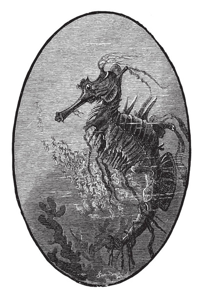 Sea Horse - название 54 видов мелких морских рыб в роде Hippocampus, рисунок винтажных линий или гравировка
. - Вектор,изображение