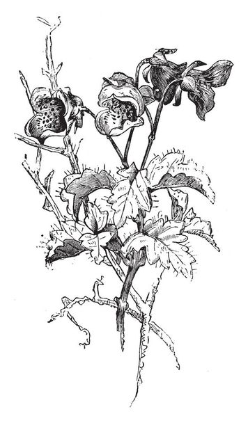 Tämä on Calceolaria Violacean haara. Se on kukkiva kasvi. Se on vaalean violetti kukkia, vintage linja piirustus tai kaiverrus kuva
. - Vektori, kuva